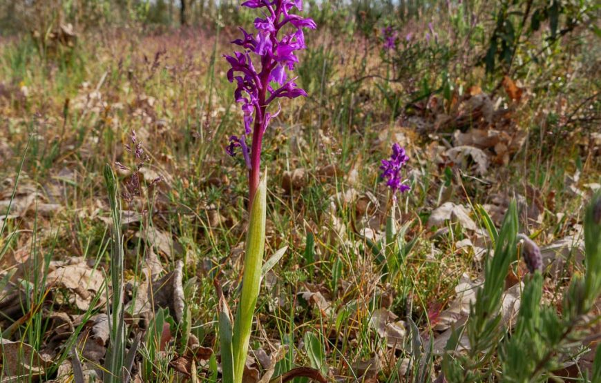 Botanic Expedition to the Greater Côa Valley