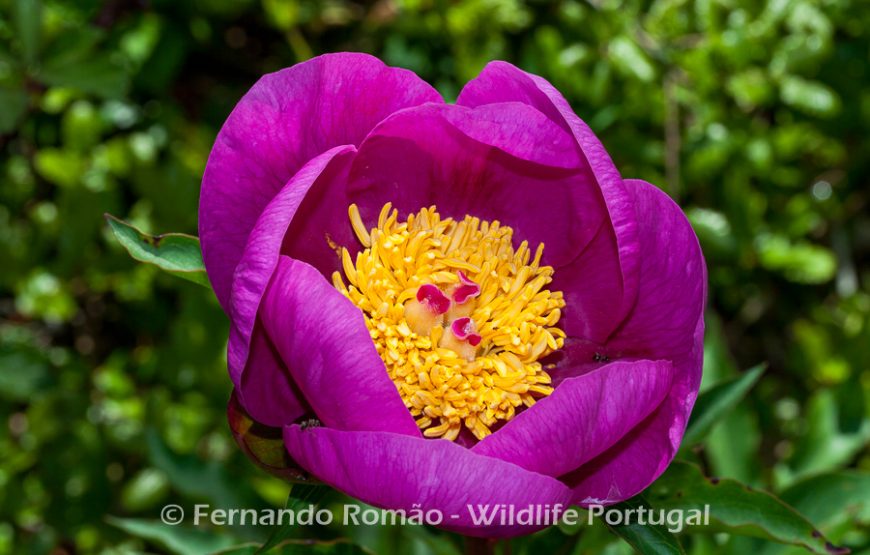 Visita à área rewilding do Ermo das Águias