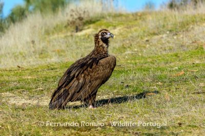 Cinereous Vulture (Aegypius monachus)