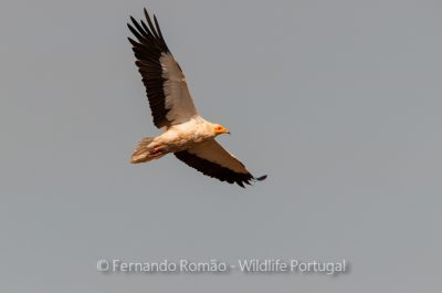 Egyptian Vulture (Neophron percnopterus)