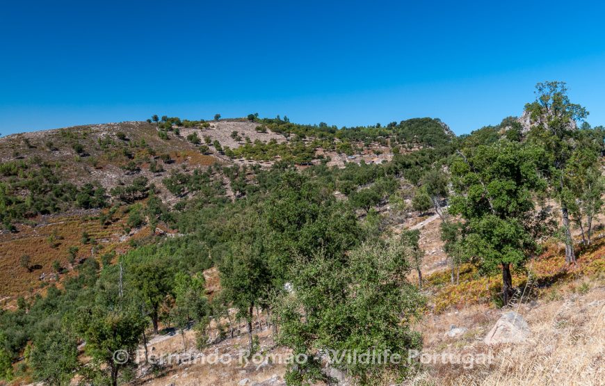 Aves do Alto Alentejo_2dias