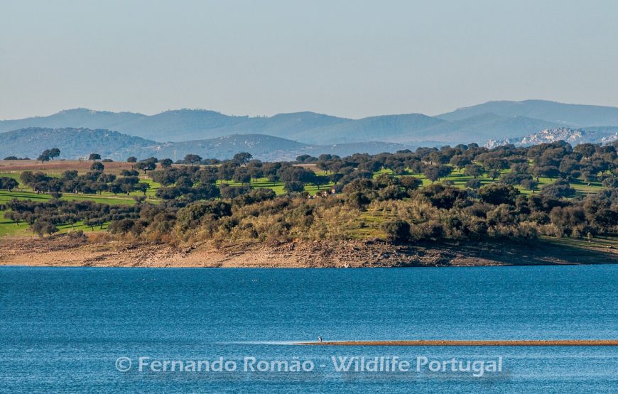 Aves do Alto Alentejo_2dias