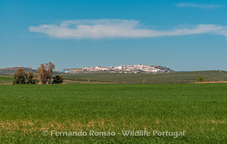 Aves do Alto Alentejo_2dias