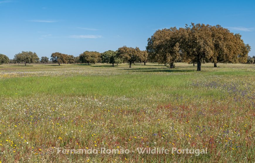 Aves do Alto Alentejo_2dias