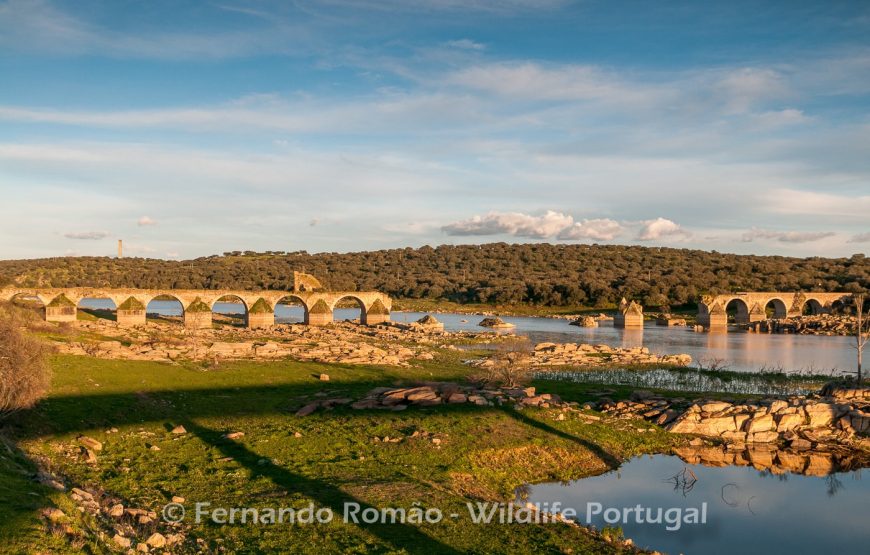 Aves do Alto Alentejo_2dias