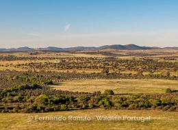 Campo Maior