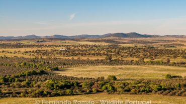 Campo Maior