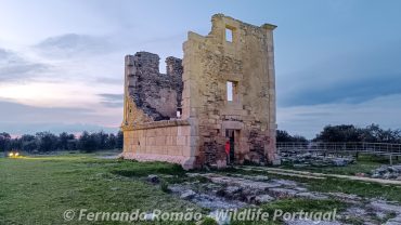 Torre das Águias - Parque Natural do Douro Internacional