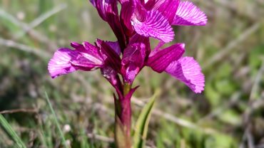 Pink Butterfly Orchid Spotted at Paul de Toirões