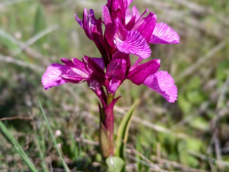 Orquídea descoberta no Paul de Toirões