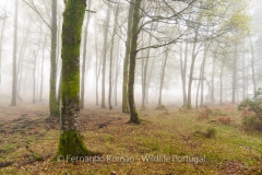 Bosque das brumas