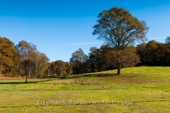 Lameiro