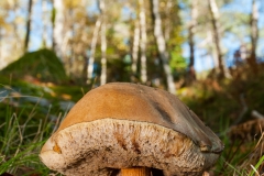 Cogumelo