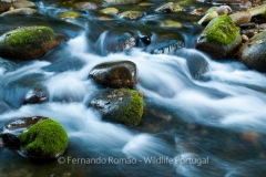 Rio Olo