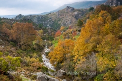 Ribeira de Arnal
