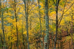 Bosque outonal