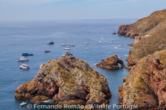 Berlenga Island
