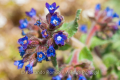 Anchusa undulata