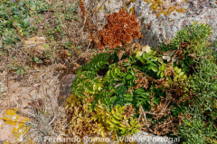 Angelica pachycarpa