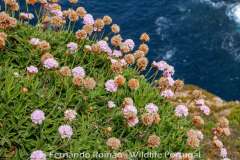 Armeria berlengensis