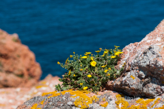 Calendula suffruticosa subsp. algarbiensis