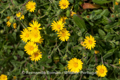 Calendula suffruticosa subsp. algarbiensis