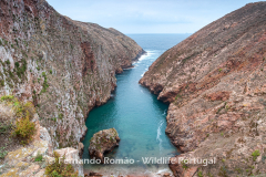 Berlenga Island