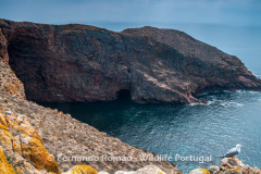 Berlenga Island