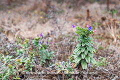 Echium rosulatum subsp. davaei