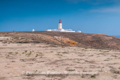 Berlenga Island