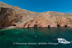 Berlenga Island