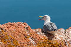 Yellow-legged Gull (Larus michahellis)