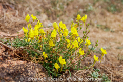 Linaria spartea