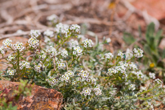 Lobularia maritima subsp. maritima
