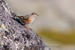 Ferreirinha-de-colar (Prunella collaris)