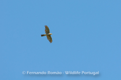 Gavião-europeu (Accipiter nisus)