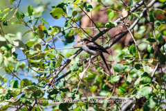 Chapim-rabilongo (Aegithalos caudatus)