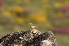 Petinha-dos-campos (Anthus campestris)