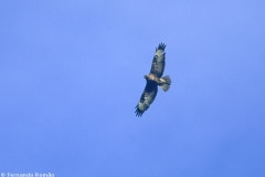 Águia-de-asa-redonda (Buteo buteo)