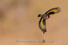 Pintassilgo (Carduelis carduelis)