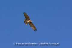 Águia-cobreira (Circaetus gallicus)