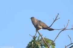 Cuco-canoro (Cuculus canorus)