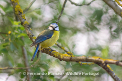 Chapim-azul (Cyanistes caeruleus)