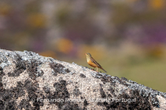Sombria (Emberiza hortulana)