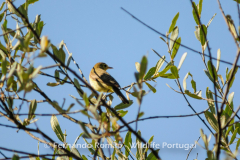 Felosa-poliglota (Hippolais polyglotta)