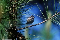 Chapim-de-poupa (Lophophanes cristatus)