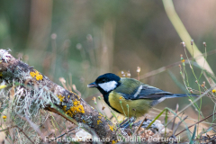 Chapim-real (Parus major)