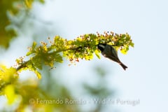 Chapim-carvoeiro (Periparus ater)