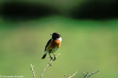Cartaxo-comum (Saxicola rubicola)
