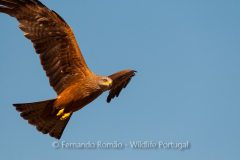 Black Kite (Milvus migrans)